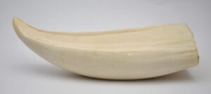 鯨の歯や骨格は需要高まっている？